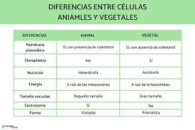 semejanza y diferencia entre célula