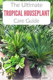 Alternatively, if you often forget to water, you can add peat moss to the soil to help it keep in moisture for longer. Tropical Houseplant Care Guide How To Grow Tropical Plants Indoors