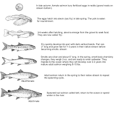 Atlantic Salmon Facts Range Records Photos Salty101