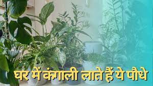 Vastu Tips Never Plant These Trees In