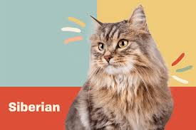 siberian cat breed information