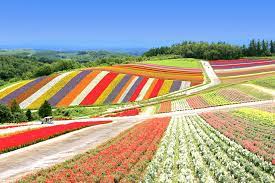 the flower fields at shikisai no oka in