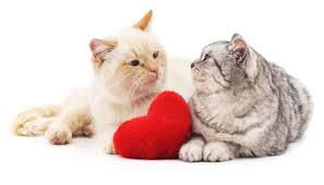 Moreover, the more advanced the poorer the prognosis. Feline Heart Disease What You Need To Know The Conscious Cat