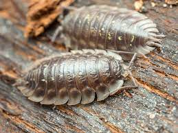 Identifying Sow Bugs General Pest Control