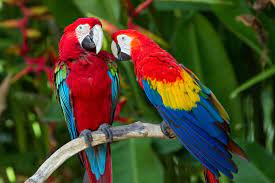 macaw 4k ultra hd wallpaper