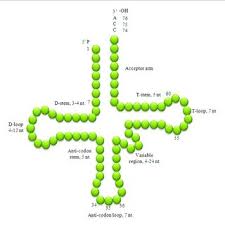 Black clover ending 1 black clover wikipedia from ahsapmerdiven.eu then check our codes list and redeem them all before they expire: Clover Leaf Like Structure Of Trna The Trna Possess The Acceptor Arm Download Scientific Diagram
