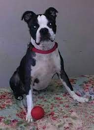 boston boxer dog breed information and