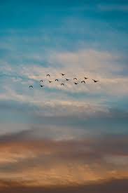 photo of a flock of flying birds