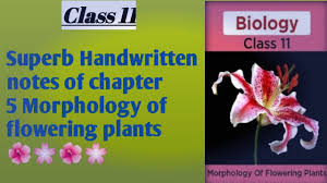 morphology of flowering plants best