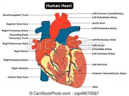 Human Heart Muscle Structure Anatomy Diagram
