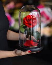 Beauty and the beast revels in joy and enchantment. Forever Roses Roses Created By Forever Rose Will Last Three Years Forever Rose Beauty And The Beast Enchanted Rose