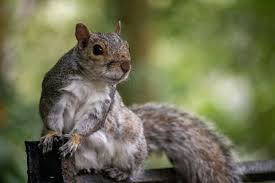 interesting facts about squirrels