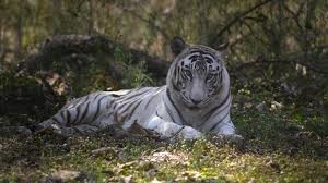 Though the franchise did introduce a color rush uniform in 2016 that was inspired by the white tiger. World S First White Tiger Sanctuary Opens In India In Bid To Protect Species Itv News