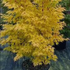 Total beginner looking for ⋅ r/bonsai. Japanese Maple Trees For Sale Buy Japanese Maples Trees Online Page 2 Pixies Gardens