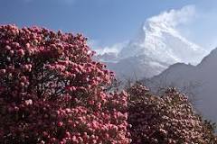 where-can-you-see-rhododendrons-blooming