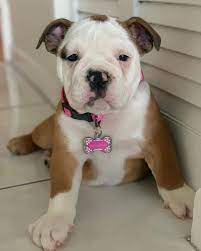 Interested in finding out more about the victorian bulldog? Introducing The Healthy Happy Victorian Bulldog K9 Web
