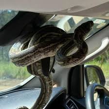 python on the rearview mirror