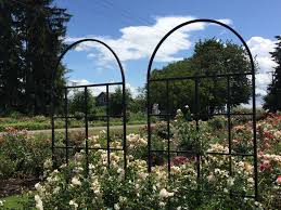 You can customize the size to suit the needs of your garden as well. Pick A Proper Trellis Heirloom Roses