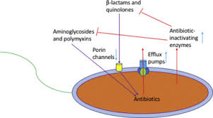 antibiotic resistance in pseudomonas