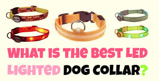 What Are The Best Led Light Up Dog Collars Doggytoggery