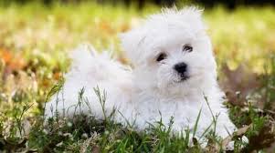 maltese puppy care raising a happy