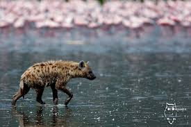 La partie de chasse de la Hyène tachetée