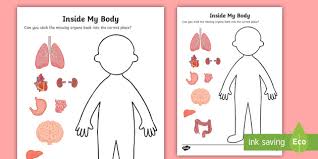Vocabulary worksheet containing body parts vocabulary. Inside My Body Organs Worksheet Teacher Made