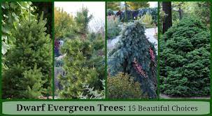 Dwarf Evergreen Trees 15 Exceptional