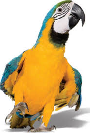 Caiques , quaker parrots , monk parrots , black capped conure , parakeets , budgies , cockatiels , sun. Pet Insurance For Birds Exotics Ferrets Reptiles Rabbits More