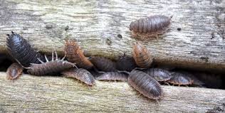 Get Rid Of Woodlice In The House