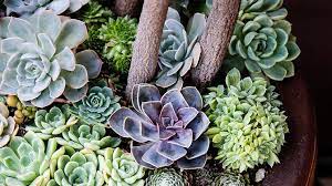 succulent container designs to win