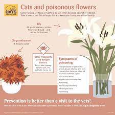 Check spelling or type a new query. Cat Poisoning Symptoms And How To Spot It Cats Protection
