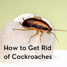 how to get rid of roaches forever