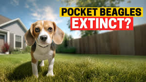 why did pocket beagles went extinct