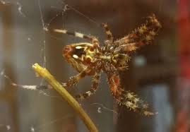 orbweaver spiders