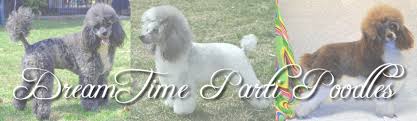 dreamtime parti poodles welcome to