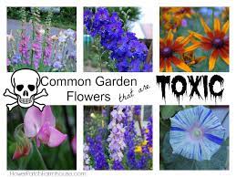poisonous flowers in your garden