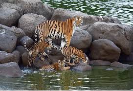 essay on save the tiger in english for