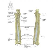 8 2 Bones Of The Upper Limb Anatomy Physiology