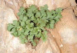 Asplenium ruta-muraria L. | Plants of the World Online | Kew Science