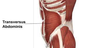 transverse abdominis muscle origin