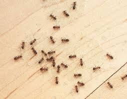12 simple ways to control little ants