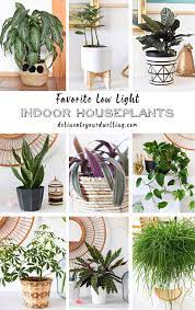 15 Of My Favorite Low Light Houseplants