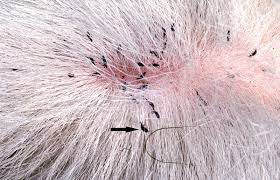 what to do if your cat has lice