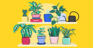 21 Types Of Indoor Plants Large And Small