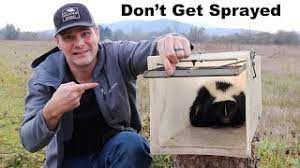 how to trap a skunk without getting