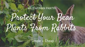 protect bean plants from rabbits diy