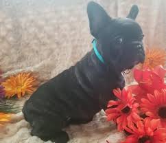 The french bulldog is a small sized domestic breed that was an outcome of crossing the ancestors of bulldog brought over from england with the local. French Bulldog Puppy For Sale Adoption Rescue For Sale In Portland Maine Classified Americanlisted Com