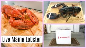 how to cook eat a fresh maine lobster