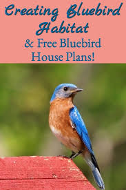 Creating Bluebird Habitat Free